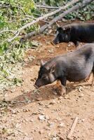 Black fluffy dwarf pigs stand near a fallen tree in the park photo