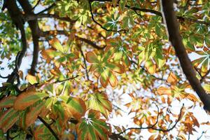 Bright sun rays shine through yellowing chestnut leaves on a tree in the forest photo