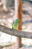 Green rose-ringed parrot sitting on a perch in a cage photo