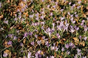 Sunny meadow with purple crocuses among dry foliage photo
