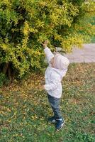 pequeño niña alcanza fuera con su mano a un arbusto con amarilleo hojas foto