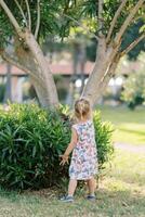 Little girl stands near a tree in a clearing and touches a green bush. Back view photo
