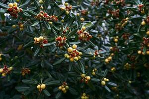 Yellow fruits with red seeds on a green Australian laurel bush in the garden photo