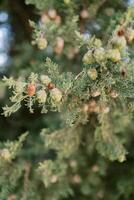 Small green and brown cones on cypress branches photo