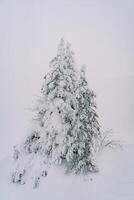 Snow-covered fir trees on a snowy hillside photo