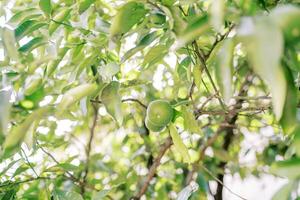 Green lime growing on tree branches among foliage photo