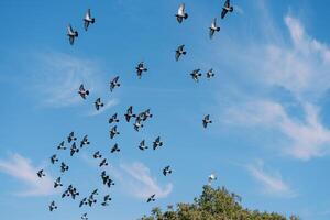 Flock of pigeons flies in the blue sky over a green park photo