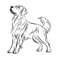 Golden Retriever Vector Art, Icons, and Graphics