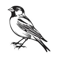 Sparrow Vector Art, Icons, and Graphics