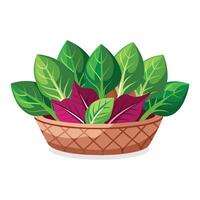 Amaranth leaves Green Leafy Vegetables vector illustration