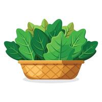 Collard greens in busket Green Leafy Vegetables vector illustration