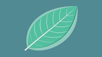 Top view of transparent leaf lamina background vector