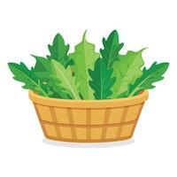 Collard greens in busket Green Leafy Vegetables vector illustration