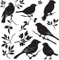 Set of Birds Black Silhouette on white background vector