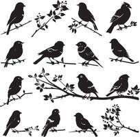 Silhouette of Sparrow birds on the branch white background vector