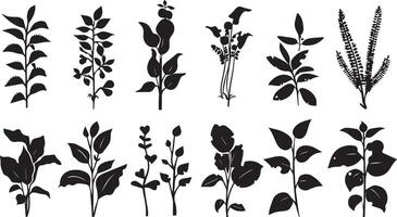 hermosa plantas con hojas negro silueta vector