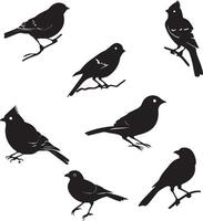 conjunto de aves negro silueta en blanco antecedentes vector