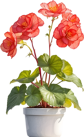 AI generated Watercolor painting of a Rex Begonia plant. png