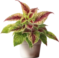 AI generated Watercolor painting of a Coleus scutellarioides plant. png