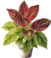 AI generated Watercolor painting of a Coleus scutellarioides plant. png