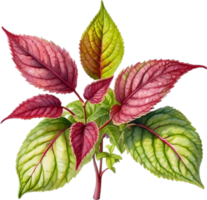 AI generated Watercolor painting of a Coleus scutellarioides plant. png