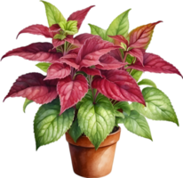 AI generated Watercolor painting of a Coleus scutellarioides plant. png