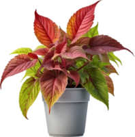 AI generated Watercolor painting of a Coleus scutellarioides plant. png