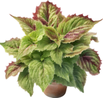 AI generated Watercolor painting of a Coleus scutellarioides plant. png