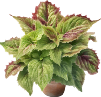 ai généré aquarelle La peinture de une coleus scutellarioides plante. png