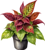 AI generated Watercolor painting of a Coleus scutellarioides plant. png