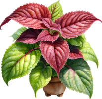 AI generated Watercolor painting of a Coleus scutellarioides plant. png