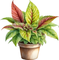 AI generated Watercolor painting of a Coleus scutellarioides plant. png