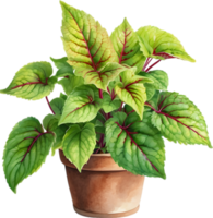 AI generated Watercolor painting of a Coleus scutellarioides plant. png