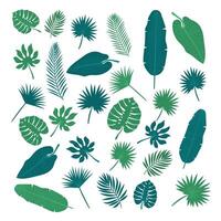 Collection of tropical leaves. Nature elements for your design vector