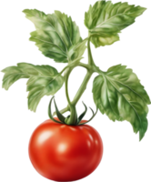 AI generated Watercolor painting of Tomatoes. png