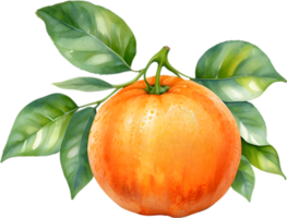 AI generated Watercolor painting of orange fruit. png