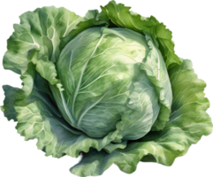 AI generated Watercolor painting of Cabbages plant. png