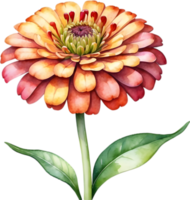 AI generated Watercolor painting of a Zinnia flower. png