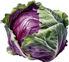 AI generated Watercolor painting of Cabbages plant. png