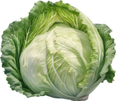 AI generated Watercolor painting of Cabbages plant. png