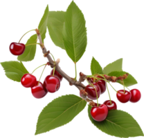 AI generated Close-up painting of cherry berry. png