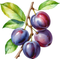 AI generated Watercolor painting of plum fruit with leaves. png