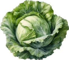 AI generated Watercolor painting of Cabbages plant. png