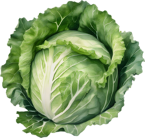 AI generated Watercolor painting of Cabbages plant. png