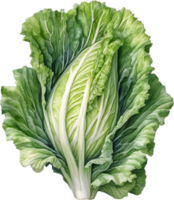 AI generated Watercolor painting of Cabbages plant. png