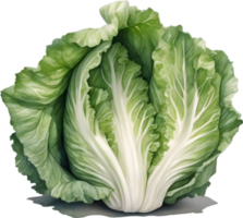 AI generated Watercolor painting of Cabbages plant. png