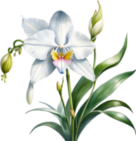 ai genererad vattenfärg målning av en vit orkide blomma. png