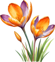 AI generated Watercolor painting of a Saffron Crocus flower. png