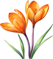 AI generated Watercolor painting of a Saffron Crocus flower. png