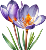 AI generated Watercolor painting of a Saffron Crocus flower. png
